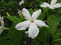 Gardenia resiniflua fl3-t.JPG